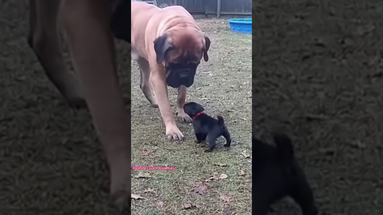 Nhỏ Mà Lì #dog #haihuoc #mientay