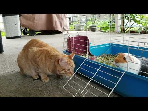 Guinea pig meets Ginger the cat