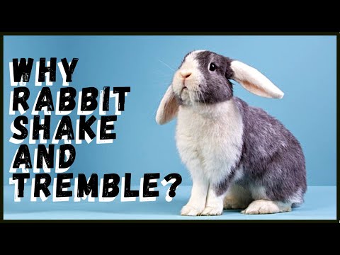 Rabbit Shaking and Trembling: What are the Reasons?