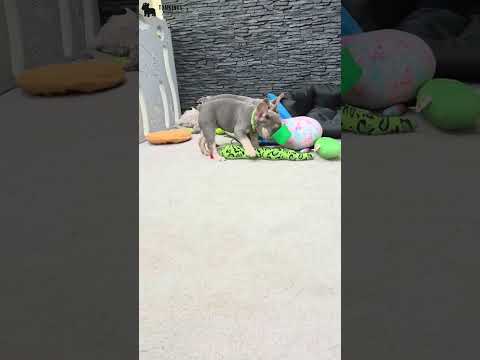 Video 3