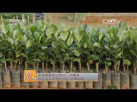 20160511 农广天地  菠萝蜜的栽培