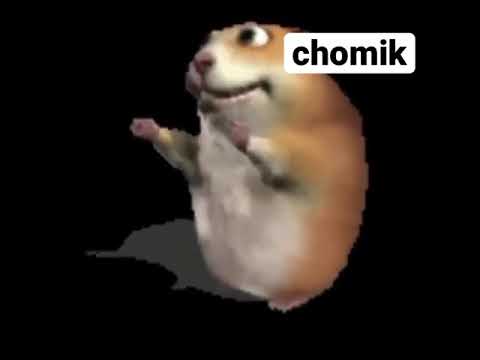 chomik