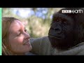 Did you know there’s a talking gorilla? - #TalkingGorilla - BBC