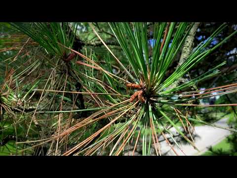 , title : 'Brown & Dying Pine Needles? It Could Be Dothistroma Needle Blight | Arbor Experts, Dayton, Ohio