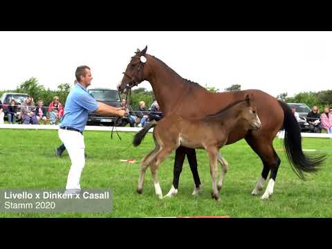 Fohlenprämierung Föhr 2020 | Stute | St. 2020 | Livello x Dinken x Casall | Friedrich Riewerts