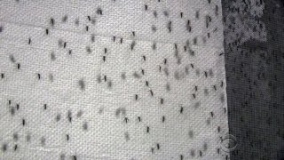 Brazilian town fighting Zika virus with more mosquitoes