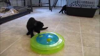 Firecracker Confetti Sparkler Boomer