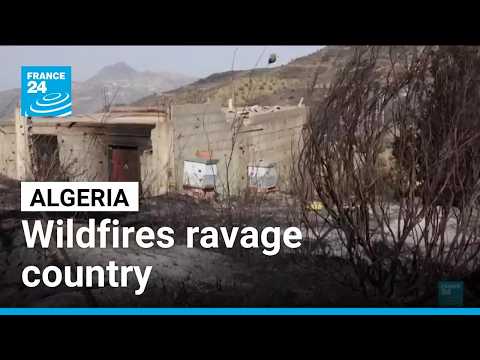 Algerian farmers on the frontline of heatwave-driven wildfires