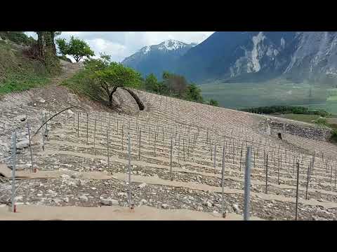 Paillage Thorenap Vigne pour l'Italie