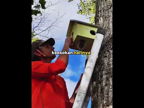 Wanita ini menyelamatkan tupai yang di buang karena pohonnya ditebang 🥺🐿 #shorts