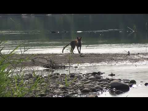 E0231　大分川　キツネ　 Oita River　Fox