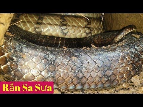 Cặp Rắn Sa Sưa Đang Mây Mưa Thì Bị Bắt Quả Tang Hunting Snakes