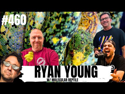 Why Ryan Young calls Designer Green Tree Pythons "Mutts" | All In The Tree Tuesday's