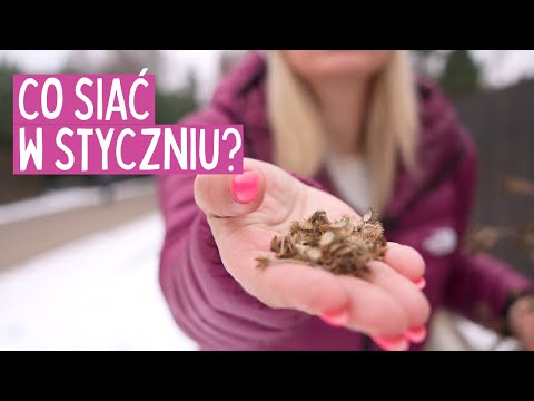 , title : 'Jak Siać Nasiona w Styczniu: Porady Ogrodnicze i Metody Siewu'