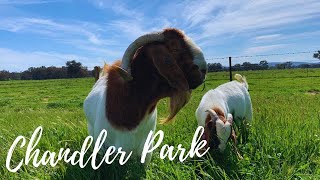 Australian Boer Goat Farm