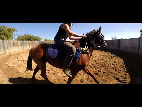 'Zoffany' yearling colt 1st ride 07 03 2018