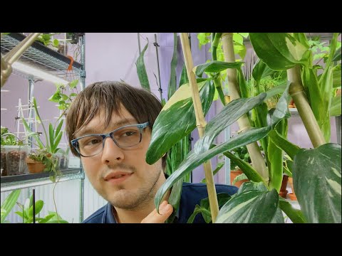 10 Easy UNCOMMON Plants for Beginners | Easy Care Houseplants & Care Tips (sort of)