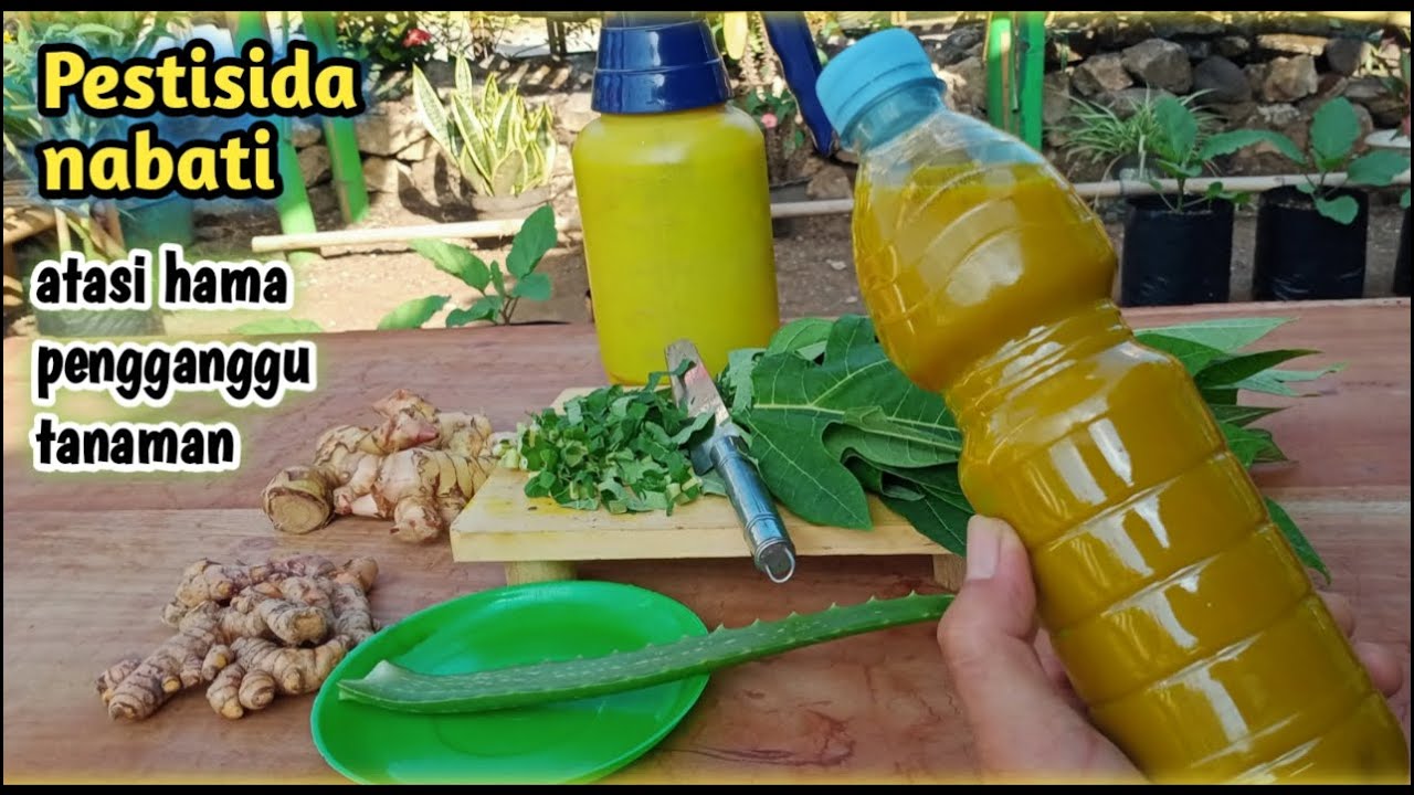 Cara membuat pestisida nabati | organik |