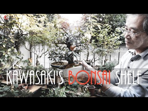 ヨーロッパマツ、ヨーロッパマツ、ノーザンパイン、アカマツ