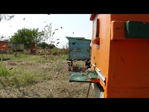 Профилактика ЕдК от варроа и наземы на пасике