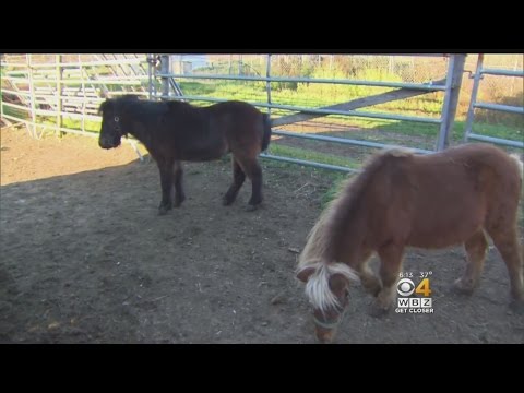 download lagu mp3 mp4 Diamond Hair Products Gloucester, download lagu Diamond Hair Products Gloucester gratis, unduh video klip Diamond Hair Products Gloucester