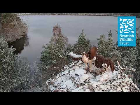 Fish delivery in the snow - Loch of the Lowes Webcam (2021)