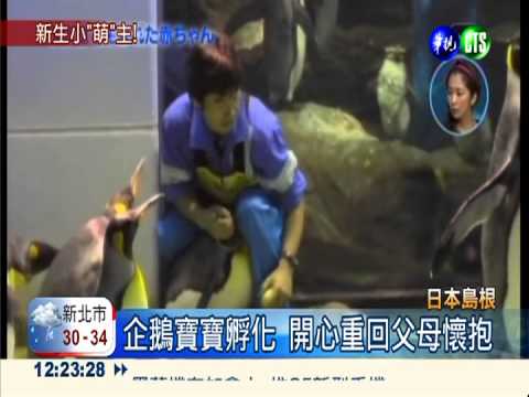 北極熊寶寶超可愛 日本大明星