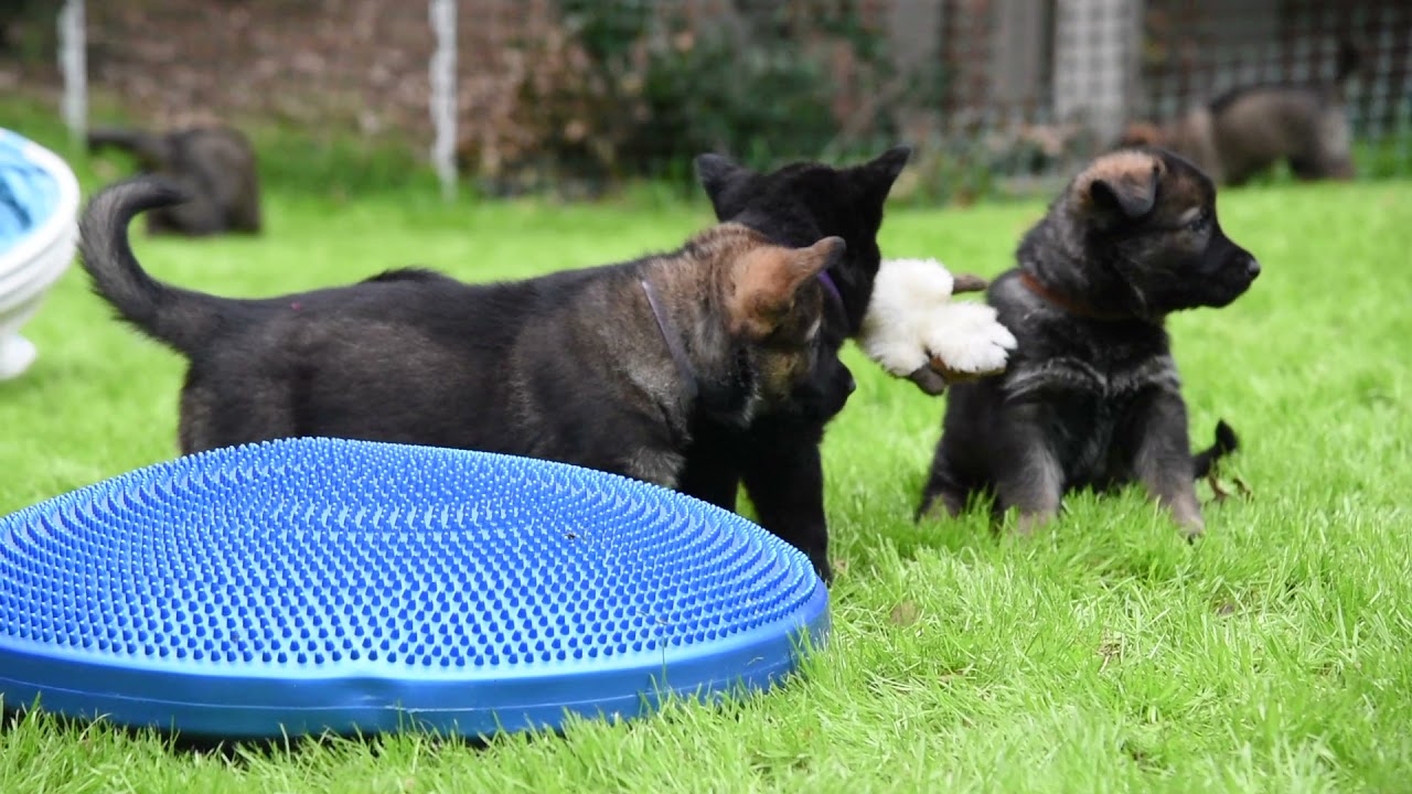 5 weeks old Playing in Yard