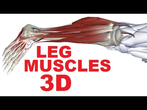 Muscles of the Leg Anatomy Part 1 - Anterior Compartment