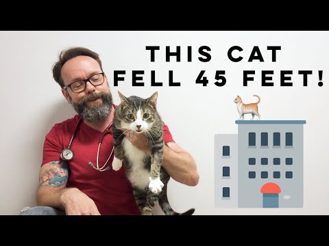 This Cat Fell off a High Rise Building
