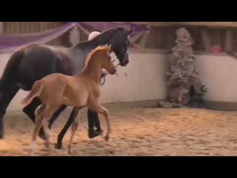 Hengstfohlen 2023 von Viva Vitalis