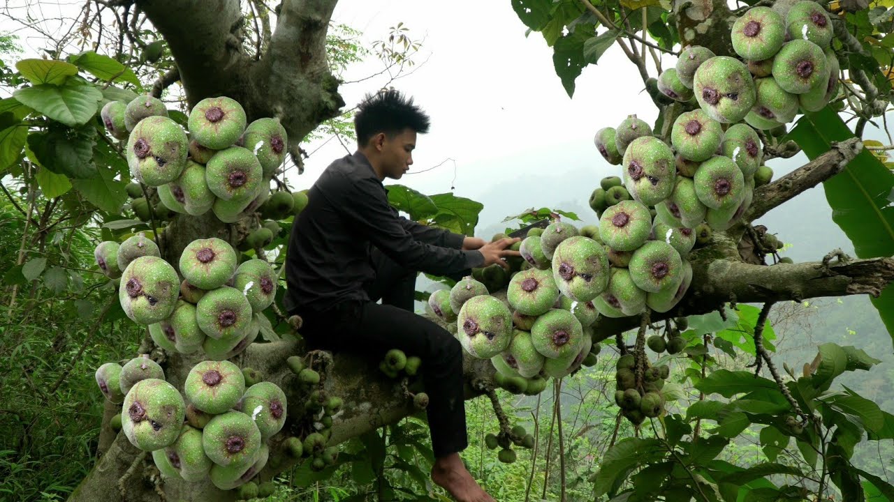 The homeless boy picked figs to sell and used the money to repair his house.-Homeless boy