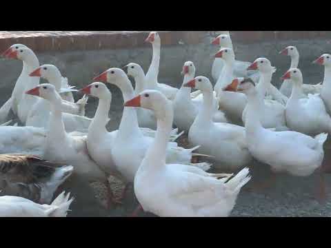 1001 Goose - Agro Fishta,  Albania. Village Fishta.