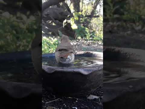 Birdday 010 #Hornero 1808 2025