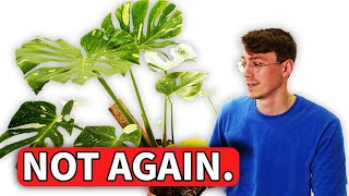 These plants are NOT Different! Thai 1.0 vs 2.0 ( Myth BUSTED )