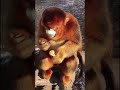 Monkey Videos Funny New Short From Video Funny For Creators Funny Joke Happy Good Feeling