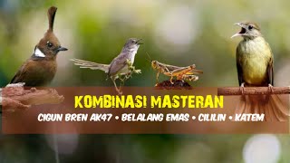 Download lagu Kombinasi Masteran | Cigun - Belalang Emas - Cililin - Kapas Tembak mp3 Download lagu Kombinasi Masteran | Cigun - Belalang Emas - Cililin - Kapas Tembak mp3
