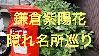 鎌倉静かな紫陽花巡り 混雑を避けて楽しむ、隠れた名所の散歩旅 光則寺 長谷駅 御霊神社 成就院 極楽寺駅 Kamakura Hidden Hydrangea Walk from the Crowds