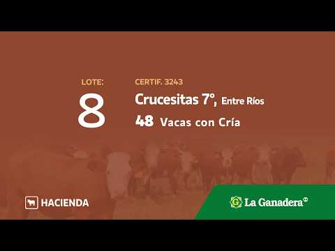 Lote Vacas con Cria Crucecitas 7°