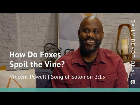 How Do Foxes Spoil the Vine? | Song of Solomon 2:15 | Our Daily Bread Video Devotional