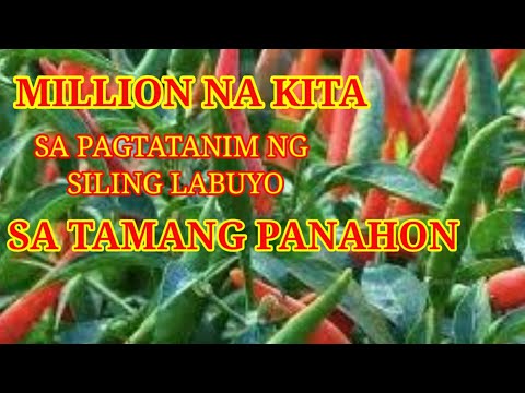 KAILAN ANG TAMANG PANAHON NG PAGTATANIM NG SILI LABUYO PARA KUMITA NG MALAKI / MILLION