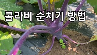 콜라비 재배방법 구를 크게하는 순치기 방법