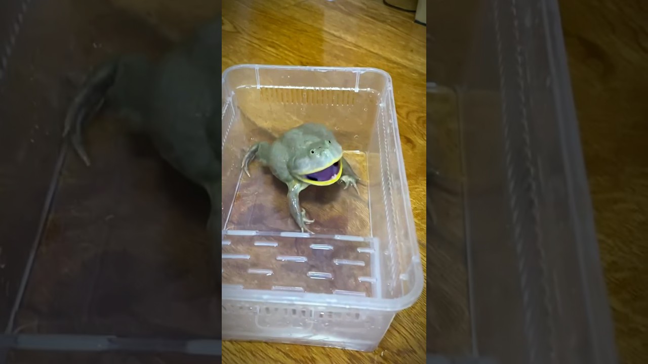 Screaming Budgett Frog #funny