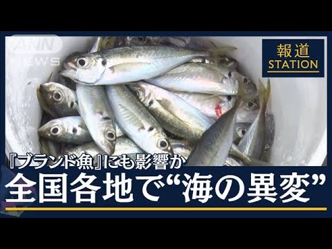 漁業が生態系に及ぼす影響