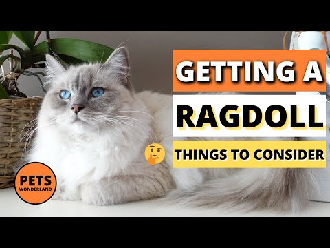 Getting a Ragdoll? 🤔😺 | THINGS TO CONSIDER | Cat Breeds