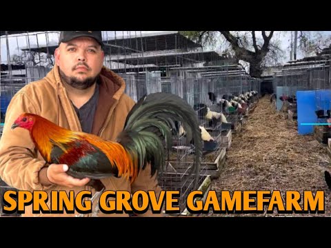 Brownred Yellow leg hatch Grey - SPRING GROVE FARM