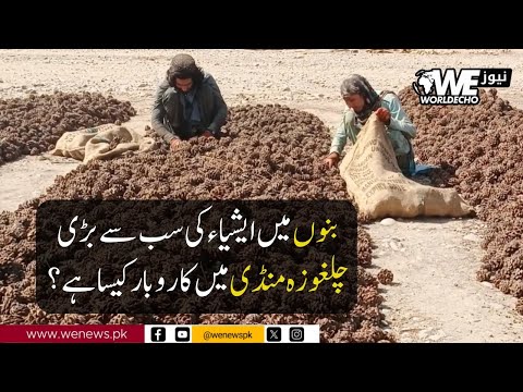 Asia’s Largest Pine Nut Market in Bannu: How’s the Business Doing? | WE News