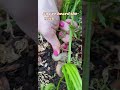 Here S Why Pushing Your Carrots Down Before Pulling Them Up Is A Trick Worth Trying