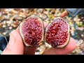 5 Fig Varieties That Rose in the Ranks from Prior Growing Seasons