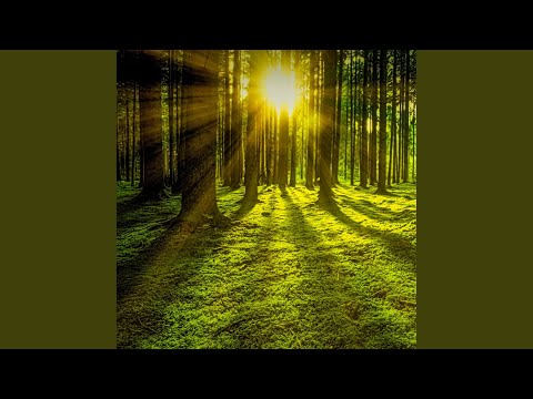舒缓悠扬的旋律 (经典钢琴曲)